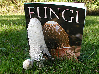 Fun with FUNGI Magazine